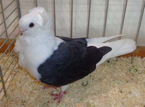Female Old German Owl Pigeon - jjw Farm Sanctuary
