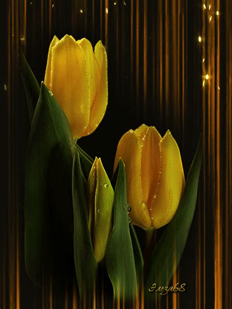 Image result for Tulips Flower Using Python