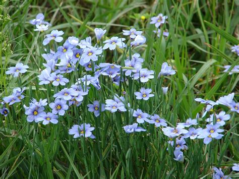 Blue-eyed Grass (Sisyrinchium angustifolium) - Wild Cherry Farm ...