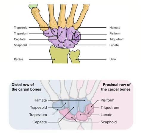 The Carpal Bones - MEDizzy