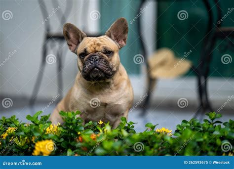 Adorable French Bulldog in the Garden of a House Stock Image - Image of ...