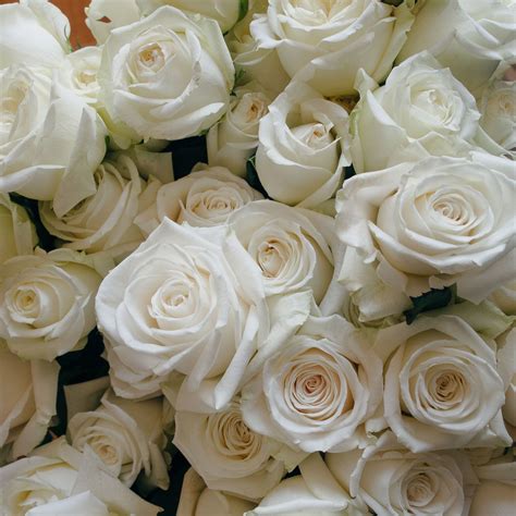 Playa Blanca and Polar: Stunning White Rose Varieties