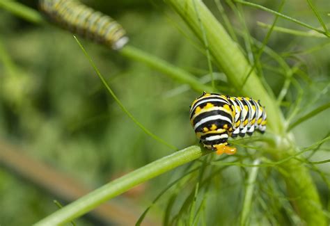 Life Story of the Black Swallowtail Butterfly | Kim Smith Films