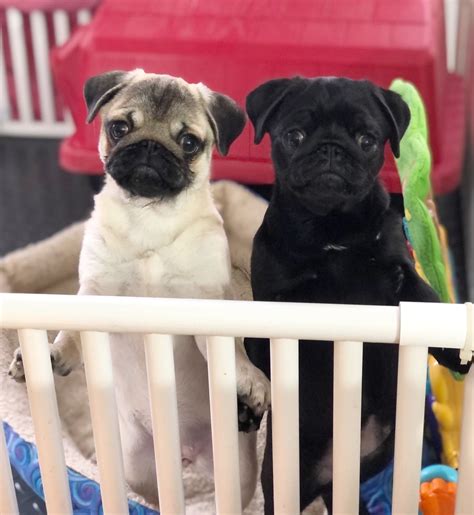 Services — Pug Dog Club of America