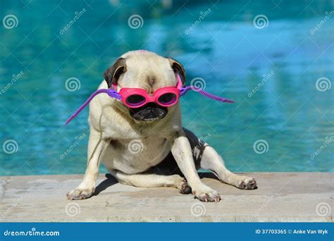 Pug dog with goggles stock image. Image of goggles, looks - 37703365
