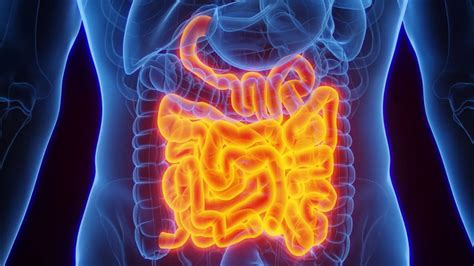 Why the Gut Is Called the ‘Second Brain’: AIIMS Doctors Explain the ...