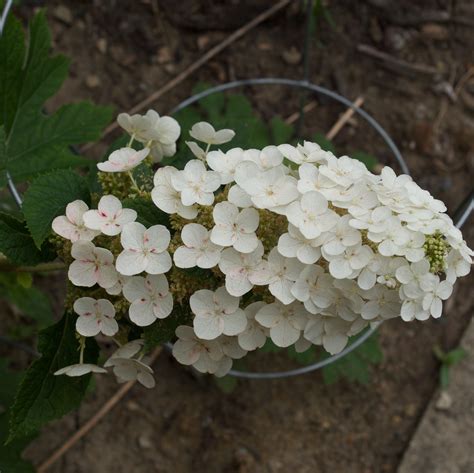 Ruby Slippers Oakleaf Hydrangea - Hydrangea quercifolia 'Ruby Slippers ...