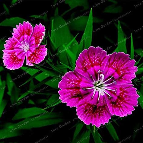 Multicolored Carnation Seeds dianthus Barbatus Seeds flower Balcony ...