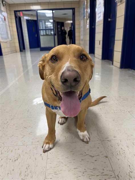 Staff Contacts — Murray Hill Academy