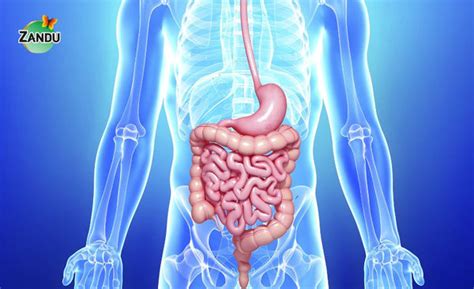 Triphala vs Triphala Guggulu: Which is More Effective for You?