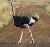 Ostrich 的图像结果