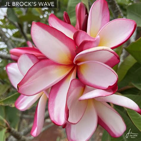 JL Cultivars — Jim Little Plumeria