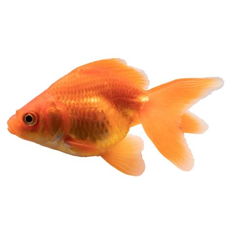 Shop Gold Fishes at FRESHWATERAQUATICA | FRESHWATERAQUATICA