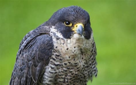 Image result for Hawk Predator Sounds