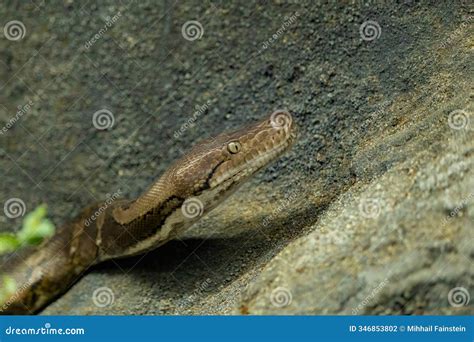 Reticulated Python vs Ball Python 的图像结果