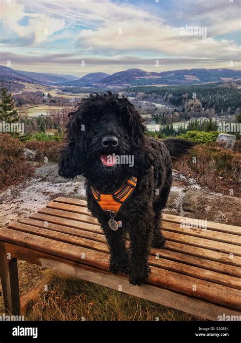 Image result for Black Cockapoo Dog