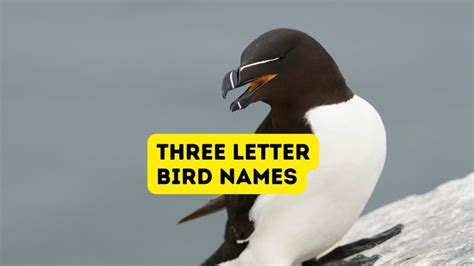 Four-Letter Bird Names