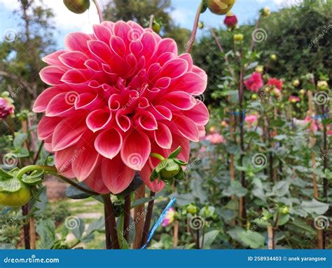 One big pink flower stock image. Image of bouquet, plant - 258934403