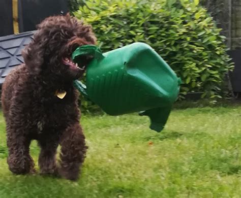 Cockapoo Biting 的图像结果