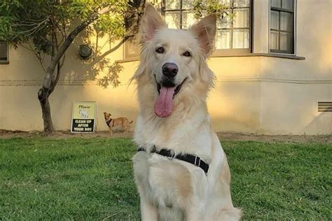 German Shepherd Golden Retriever Mix: Perks Of This Hybrid