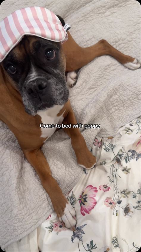 Princess Poppy (@royalprincesspoppy) • Instagram photos and videos