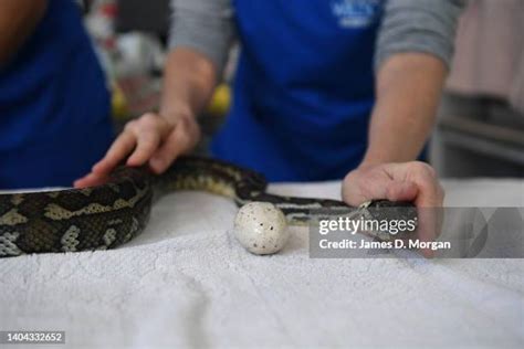 Image result for Python Snake Endoscopy