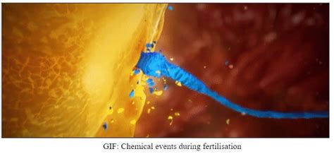 Fertilization Definition, Significance, Mechanism & Implantation | AESL