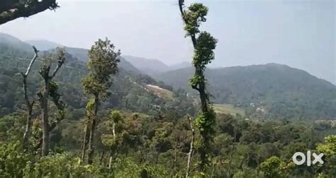 2 ACKRS NEGLECTED COFFEE ESTATE FOR SALE - Lands & Plots in Millikarjun ...
