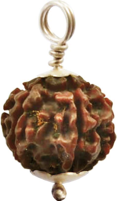 Rudraksha 8 Mukhi Nepal With Silver Cap Locket, Original & Certified ...