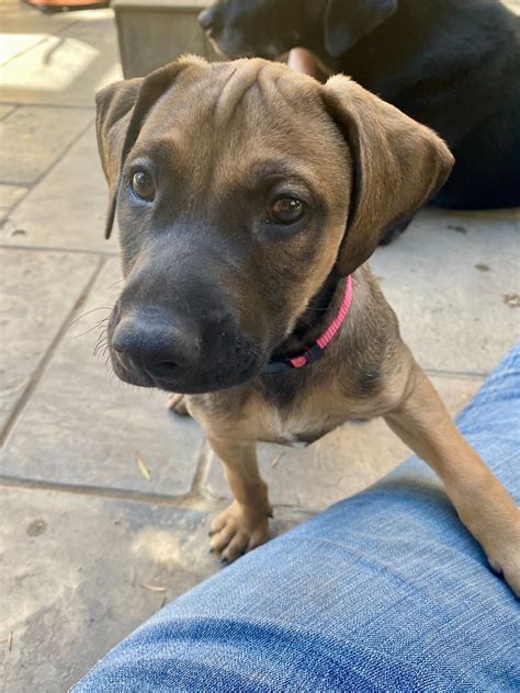 Rhodesian Ridgeback Lab Mix Puppy