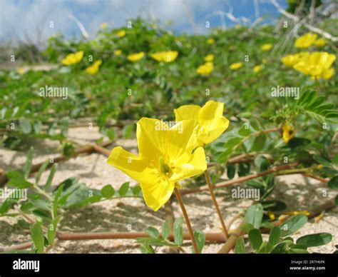 Caltrop flower on Australian beach (Tribulus terrestris L. ), native Australian vine plant ...