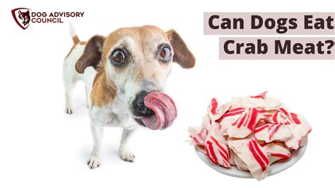 Can Dogs And Cats Eat Crab Meat