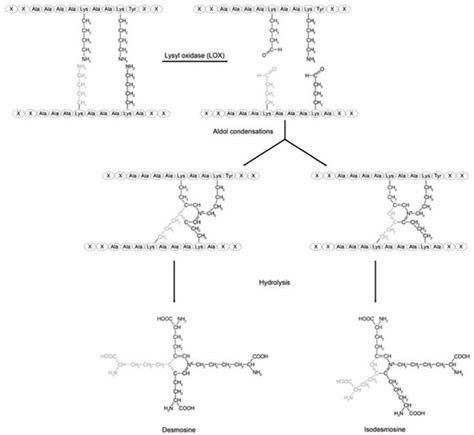 The Competitive Interaction of Alveolar Wall Distention with Elastin ...