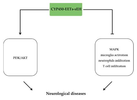 CYP450 Epoxygenase Metabolites, Epoxyeicosatrienoic Acids, as Novel ...