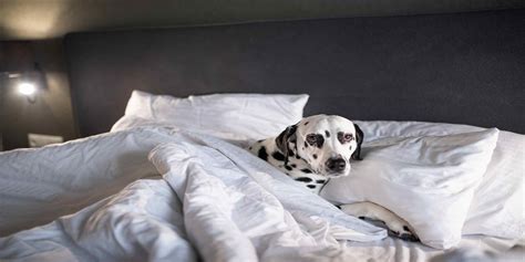How To Make A Dog Sleep At Night at Ina Pfarr blog