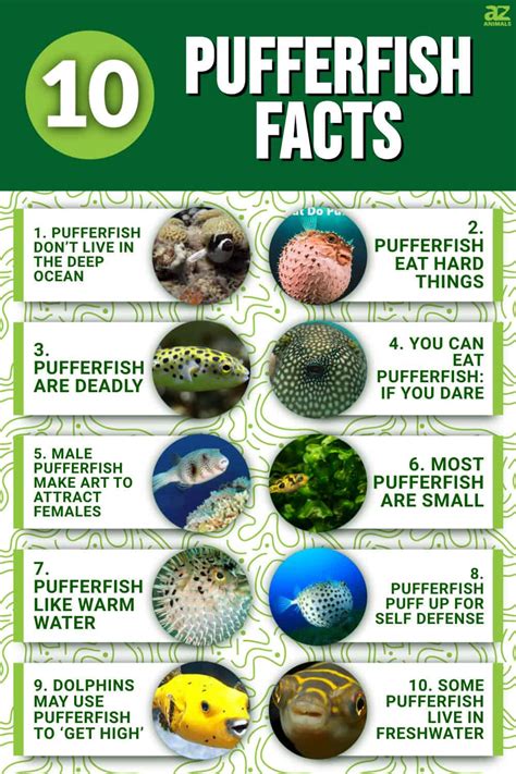 Image result for Puffer Fish Fun Facts