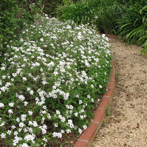 Lantana montevidensis 'Trailing White' – Plants Express