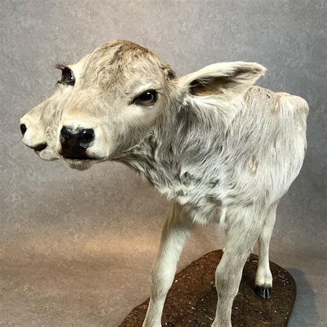 Two-Headed Calf Taxidermy - Taxidermy and Skulls