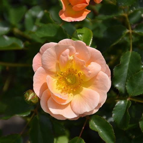 Rose Carpet 'Amber' | Kennedy's Country Gardens | Garden Center ...