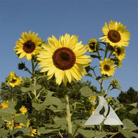 Light Yellow Sunflower Seeds for Planting