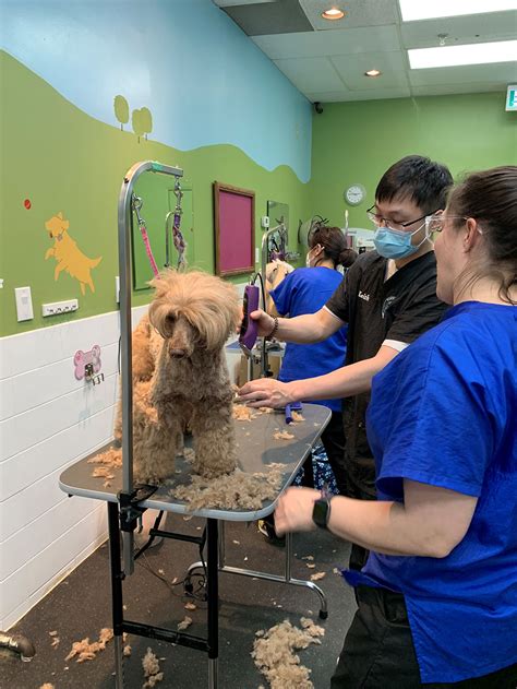 Dog Grooming School Florida at Amber Polk blog