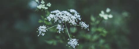 Whispering Pines Funeral Home | Powassan ON funeral home and cremation