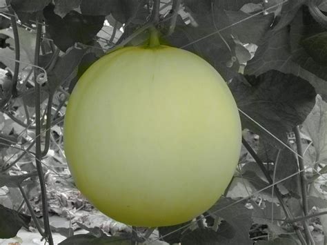 洋香瓜種類介紹-洋香瓜主題館-農業知識入口網