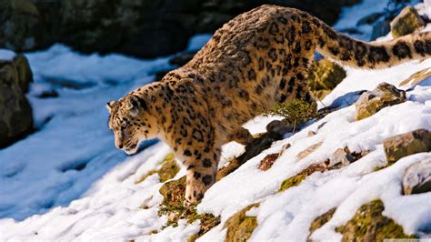 [100+] Snow Leopard Wallpapers | Wallpapers.com