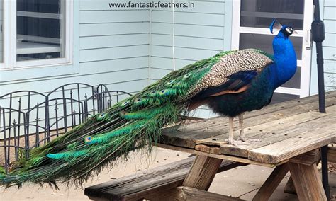 Fantastic Feathers: Radha Madhav Dham, Austin, TX