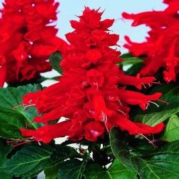 Salvia MIx Flowers seeds