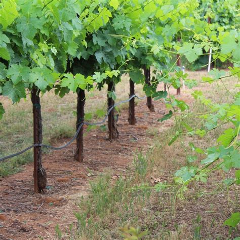 JEFF RUNQUIST WINES (2026) All You Need to Know BEFORE You Go (with ...