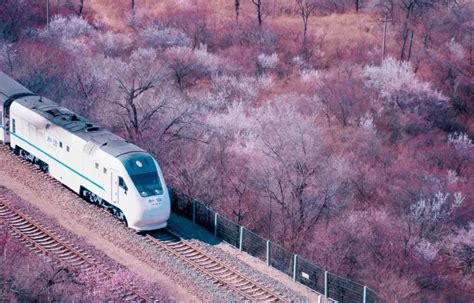 京城“催花雨”，万花齐待放，“开往春天的列车”服务指南来了_京报网