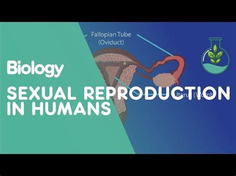 Image result for Video of How Humans Reproduce