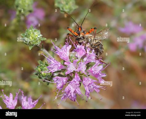 Thyme flower hi-res stock photography and images - Alamy